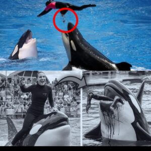 The horrifying final moments of whale trainer Jessica Radcliffe have been captured on camera. Viewers across the country are shocked by what really happened in those moments….
