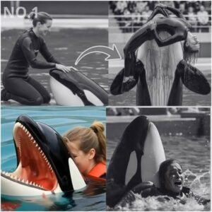 THE FINAL SMILE BEFORE HORROR: Jessica Radcliffe Waves to Crowd—Seconds Later, the K!ller Whale Strikes. The arena cheered…