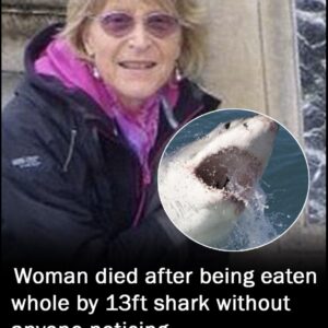 Tragedy at Sea: Woman Swallowed Whole by 13ft Shark During Swim in Australia Tragedy at Sea: Woman Swallowed Whole by 13ft Shark During Swim in Australia