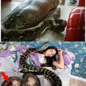 Woman slept with her python every night until the vet showed her a surprising ultrasound Woman slept with her python every night until the vet showed her a surprising ultrasound