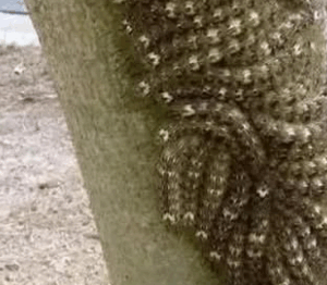 What my daughter nearly touched could have cost her life: Never ignore this sign in nature