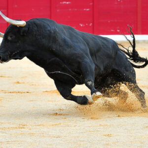 Young bullfighter dies in debut after being slammed against wall in front of crowd Young bullfighter dies in debut after being slammed against wall in front of crowd
