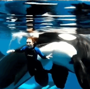 Tragedy at Sea: Beloved Orca Trainer Loses Her Life During Routine Session — Her Final Moments Shock the World