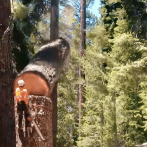 Logger’s Shocking Close Call: Tree Falls the Wrong Way During Routine Cut Logger’s Shocking Close Call: Tree Falls the Wrong Way During Routine Cut