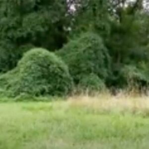 Man Hears Crying Coming From Bushes – Takes A Closer Look And Gets Petrified