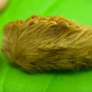 After sitting on a bench, they noticed a strange little creature completely covered in fur
