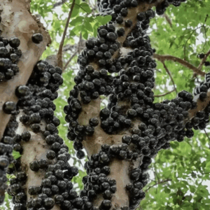 If you see these round black balls on a tree, don’t touch them: we’ll explain what they are. If you see these round black balls on a tree, don’t touch them: we’ll explain what they are.
