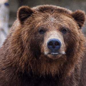 Bear Caesar Finally Freed After Years In Cruel Torture Vest Bear Caesar Finally Freed After Years In Cruel Torture Vest