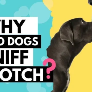 Why do dogs sniff crotch?