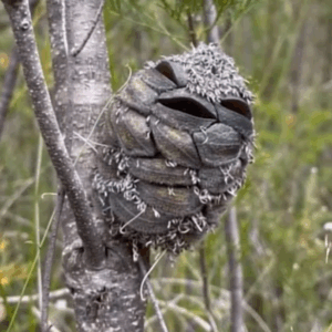 She Thought She Saw A Happy Bird In The Woods, Then Suddenly Realizes Her Mistake