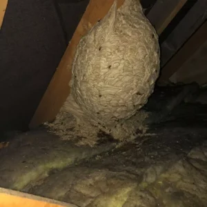 Unexpected Discovery in the Attic Leaves Man Speechless