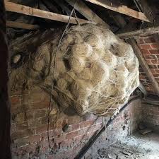 He Thought It Was Just an Old Box in the Attic – What He Found Left Him Shaken