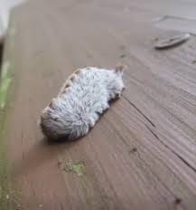 A Strange Furry Creature on a Park Bench Leaves Families Both Fascinated and Cautious