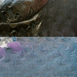 The Snake She Loved: A Woman’s Lesson About Trust, Instinct, and Responsibility