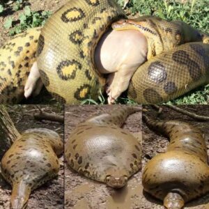 Terrifying moment in the middle of the deep forest: A giant anaconda suddenly rushed out from under the water, in just a split second, squeezed and swallowed a fat pig in front of dozens of people – a scene that left everyone speechless and left an unprecedented haunting impression.
