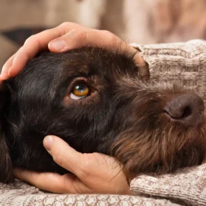 Dogs are fascinating creatures, not just because of their boundless energy or unwavering loyalty, but also because of the unique way they interact with the world around them—primarily through their incredible sense of smell. One of the most curious (and often awkward) behaviors that dog owners encounter is when their furry friend decides to greet someone by burying their nose straight into their crotch. As uncomfortable as that may be, it turns out this behavior is perfectly normal and rooted in biology, not bad manners.