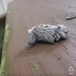 “Strange Furry Animal Seen on Park Bench Draws Curiosity