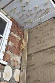 Had a Praying Mantis nest hatch by my front door!