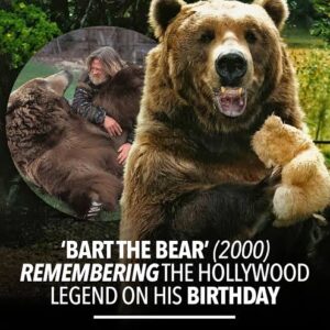 The Bear Who Remembered