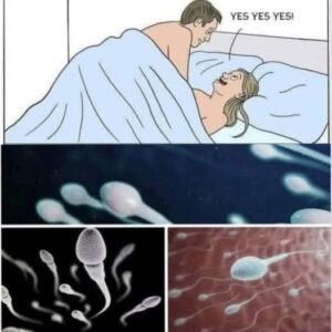 Understanding Male Reproductive Health: The Science, Function, and Importance of Seminal Fluid Understanding Male Reproductive Health: The Science, Function, and Importance of Seminal Fluid