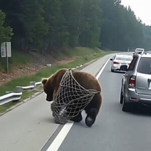 On the road, I noticed a bear tangled in a net, unable to free itself: On the road, I noticed a bear tangled in a net, unable to free itself: