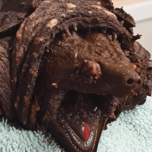 Woman Walking Her Dog Stumbles Upon Dinosaur-Like Creature in Lake — The Shocking Truth Behind the Discovery