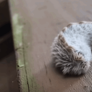 A Strange Furry Creature on a Park Bench Leaves Families Both Fascinated and Cautious