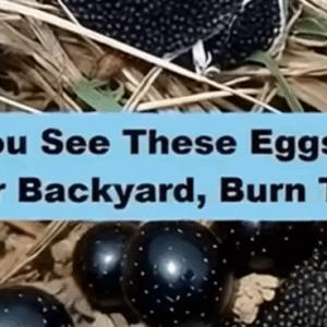 What You Should Do If You Ever Find These Eggs in Your Backyard