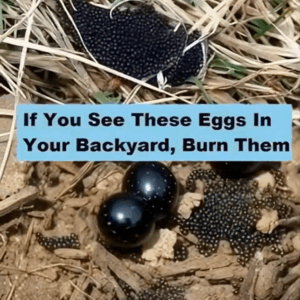 What to Do If You Discover These Eggs in Your Backyard
