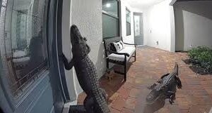 Florida Family Stunned as Two Alligators Knock on Their Door — One Even Stands Like a Human…