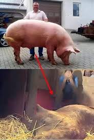 The pregnant sow went into labor with a high fever, and they feared she might not survive.