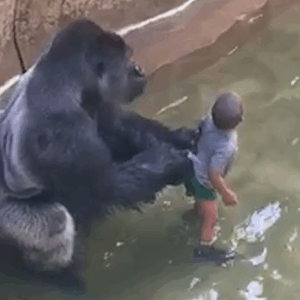 Inside the Debate, What Really Happened in Harambes Last Moments at the Cincinnati Zoo