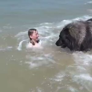 Dog Decides to Rescue Girl Playing in Ocean Dog Decides to Rescue Girl Playing in Ocean