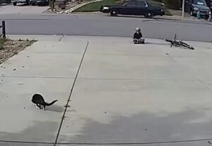 A Camera Set Up for a Disabled Cat Captures Something Unexpected