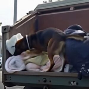 K9 Suddenly Barked at a Passing Garbage Truck — The Discovery Inside Led to a Life-Saving Rescue of a Baby.