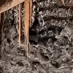 Strange noises from the wall of our bedroom! my husband decided to tear down the wall – and discovered something horrifying