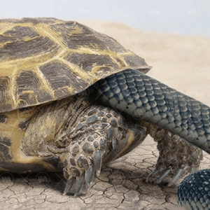 Snakes Eat Turtles as Food — But When They See a Turtle Doing This, They Have To Back Off Immediately