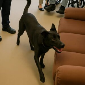 A couple called the police, saying they heard strange noises coming from their sofa: When the officers cut open the upholstery, they discovered something horrifying