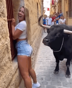 “Tourist Faces Bull — What Happens Next Will Shock You”