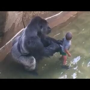 Experts Weigh In On Harambe’s Last Moments