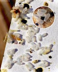 At first, I thought it was just rice, but the truth turned out to be far more disturbing