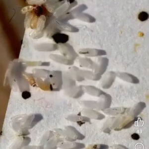 Initially, I assumed it was just rice, but the reality was far more unsettling