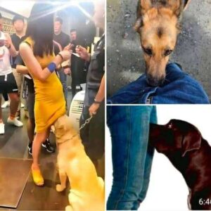 Dog Sniffing Behavior: Natural Instinct or Something More?