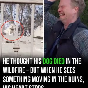 After five days apart, man finds his dog following wildfire destruction