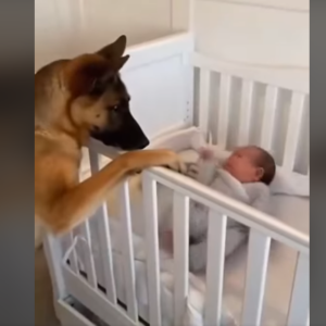 A newly adopted stray dog saved the life of a newborn baby in the middle of the night!