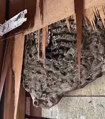 Strange noises from the wall of our bedroom: my husband decided to tear down the wall – and discovered something horrifying