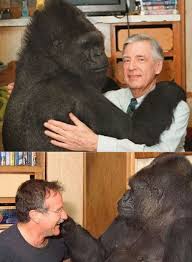 The Language of Recognition: Analyzing the Remarkable Encounter Between a Former Caretaker and a Zoo Gorilla