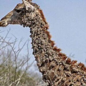 This giraffe left photographer speechless, then sad truth is revealed