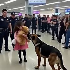K9 Dog Barks at a Family in the Airport — What They Discover Leaves Everyone Stunned