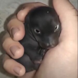 The Morning I Found a “Puppy” That Turned Out to Be Something Far More Extraordinary